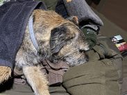 A small brown and black dog wearing a jacket rests its head on a pile of clothing and blankets. The surrounding fabric and jacket form a cozy nest for the dog.