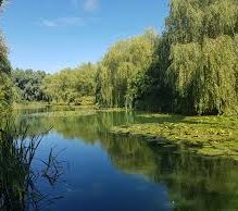 A serene pond at Lakemore Fishery, surrounded by lush, leafy trees. The water's surface reflects the greenery and blue sky, with patches of water lilies and reeds at the edges. This carp angler’s haven is tranquil under the bright daylight.